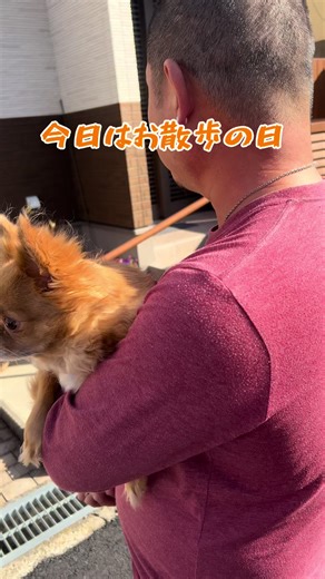 天気が良かったので愛犬の 心温(しおん)と心(こころ)を連れて散歩に出かけたよ👍 心温は外に興味津々、心は外の音が怖くてすぐに抱っこになるけど頑張って歩いてた😅 ここの場所も今は田んぼでいいみんなの散歩道やけど何年後かには工場が建つみたいで 自然がまたひとつ無くなってしまうなぁ… 私が小さい頃から魚採りとか虫採りでよく遊んだけどそんな場所もなくなると思うと… もう天草に帰ろう🤣🤣 #愛犬 #チワワ #散歩 #風景 #犬のいる生活