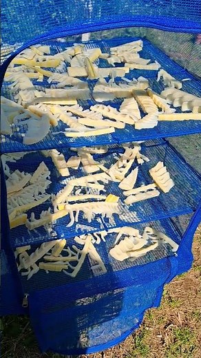 How to preserve bamboo shoots: Remove bitterness and then sun-dry them.
