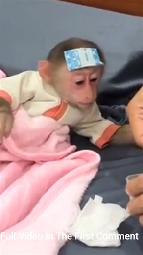 10K views · 68 reactions | OMG! Lily has a high fever! What should I do to help her | Monkey history 2024 | Facebook