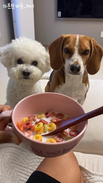 TikTok의 차분한비글 혀니