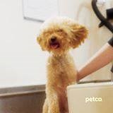 Petco on Reels