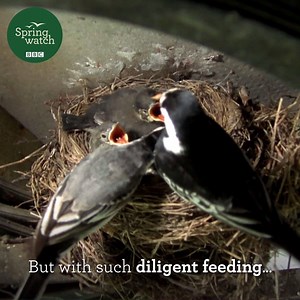 The pied wagtail chicks have flown out into the world for the first time! 😍🐦Amazing stuff! #Springwatch #Gardenwatch 💚😊 | BBC Springwatch