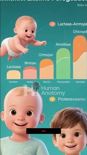 Infants vs. Children: How Enzyme Production Grows Stronger