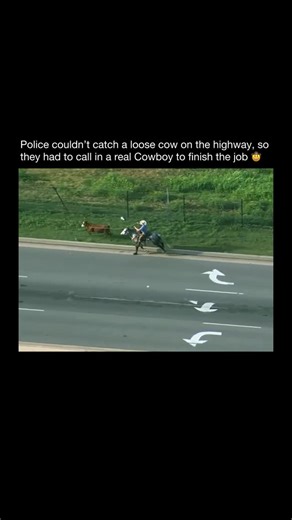 Purely History on Instagram: "In 2022, a loose cow near Interstate 40 in Oklahoma City wandered onto the roadway and started drifting toward traffic. Cars were already slowing down as it moved across the lanes, and officers on the scene quickly realized they needed help from someone familiar with handling animals. That is when a local cowboy named Blake Igert stepped in. He rode his horse straight onto the highway and worked the cow into a corner while drivers crept by. From above, the scene loo