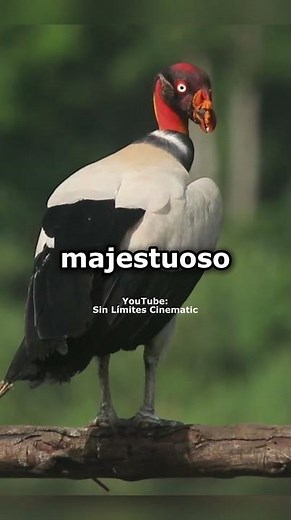 El Rey Zope: El Buitre Más Imponente de El Salvador #elsalvador