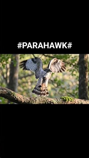 Eurasian sparrowhawk is small, agile bird of prey found across Europe, Asia & parts of North Africa.