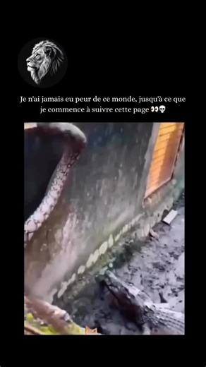 Étrangement sauvage on Instagram: "Le serpent le plus grand et le plus lourd du monde est l’anaconda, plus précisément l’anaconda vert. Espèces d’anaconda vert : Jusqu’à récemment, l’anaconda vert était considéré comme une seule espèce, Eunectes murinus. Cependant, une nouvelle espèce, l’anaconda vert du nord (Eunectes akayima), a récemment été identifiée dans la forêt amazonienne. Cette nouvelle espèce est génétiquement distincte et pourrait rivaliser, voire dépasser, l’anaconda vert du sud en