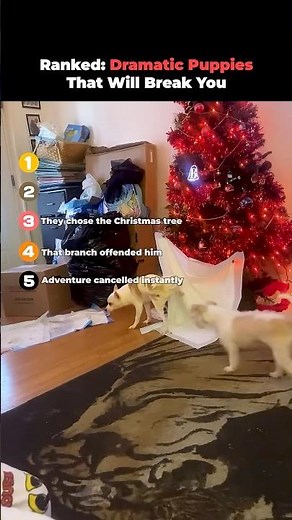 Ranked- Dramatic Puppies That Will Break You