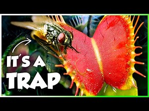 How Killer Plants Became an Insect's Worst Nightmare | Secret Worlds