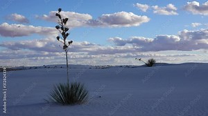Yucca Plant (Yucca elata) and desert pants on Sand Dune at White Sands National Monument. New Mexico, USA