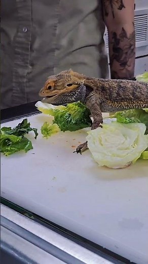 Prepping a Healthy Salad for a Bearded Dragon 😁Preparando una ensalada saludable paraUndragónBarbudo