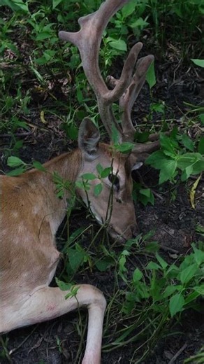 8.6 BLK 405 gr Revenant Sub vs Fallow Deer