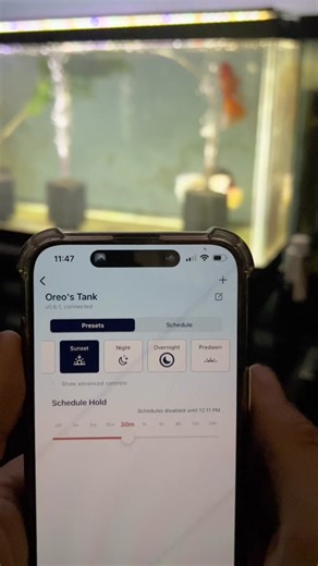 Every morning they experience a sunrise and every evening a sunset, even though they're all in my basement. You can manage it all through the Aqueon Blue IQ app now available on the App Store and Google play store. @Aqueon #aqueon #optibrightsmartled #lights #fish #aquarium