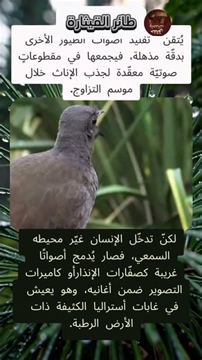 مُسجِّل الغابة: طائر القيثارة #عجائب_الطبيعة #معلومات #اكسبلور
