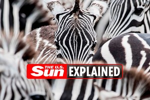 Are zebras dangerous and who set them loose in Maryland?