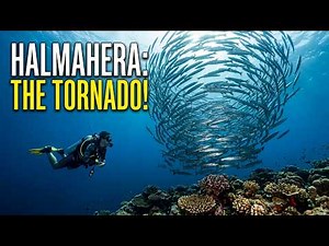 Explore the BEST Scuba Diving Spots in Halmahera | 4K