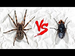 Тарантул против мухи / Spider feeding
