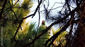 Wintering parrots. Rose-ringed parrakeet (Psittacula krameri) prefers to eat Corsican pine (Pinus brutia) seeds from cones. Iran