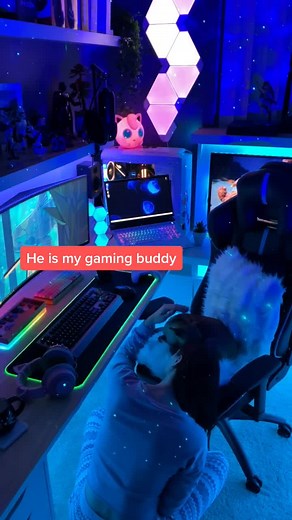 Dog Behavior on Gaming Setup