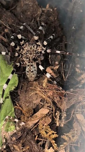 Zebra wandering spider #spider #arachnid #insects #pets #shorts