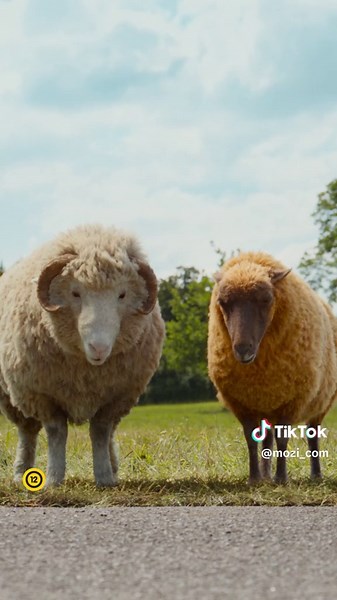 🐏BIRKAKRIMI🐑 Május 7-től a MOZIKBAN🎥 A MINYONOK egyik rendezőjétől‼ #hughjackman #emmathompson #birkakrimi
