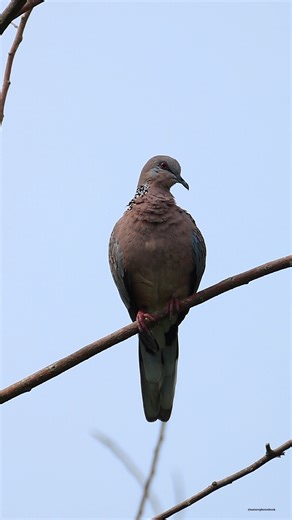 Spotted dove | 𝐍𝐚𝐭𝐮𝐫𝐞 𝐏𝐡𝐨𝐭𝐨𝐬 𝐁𝐨𝐨𝐤