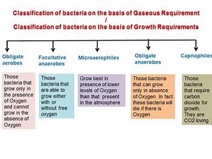 Classification of Bacteria