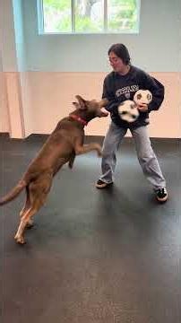 The Dogtopia Cup: Soccer Ball Challenge