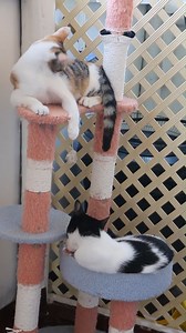 3.7K views · 97 reactions | Help Give Our Growing Kittens & Adult...
