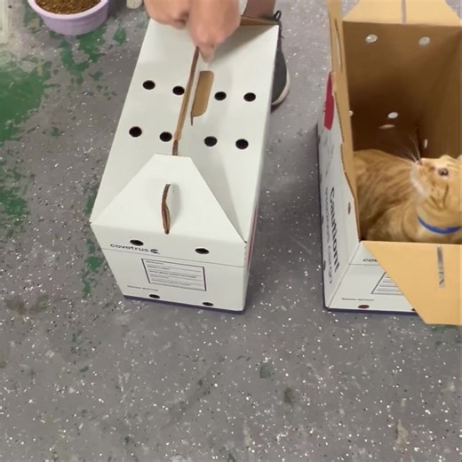 📦‼️UNBOXING ALERT ‼️📦 Special delivery! We have 4 new cats at River Kitty, let's meet them together! Acorn 💙 -- 5 months Leaves 🩷 -- 5 months Vegas 💙(ADOPTED) -- 6 months Zen 💙(ADOPTED) -- 6 months | River Kitty Cat Cafe