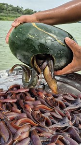 Amazing watermelon Trap fishing #fish #fishing #trap #video | Fisherman Animal Lover-Original