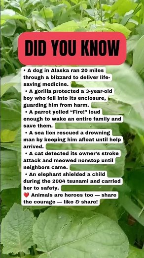 Incredible Animal Heroes That Saved Human Lives 🐾❤️