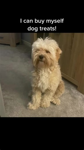 Richard the Lhasapoo on TikTok