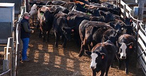 America’s last big-city stockyard in downtown Oklahoma City is up for sale