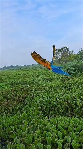 FLY FIRST TO STAY HEALTHY | MACAWS FREE FLY