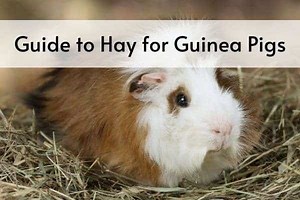 The Complete Guide to Hay for Guinea Pigs