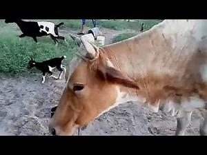 Country life East Coast Demerara Guyana