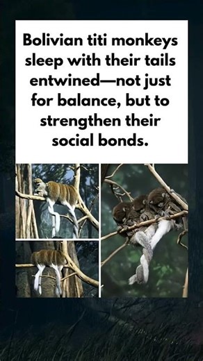 Bolivian titi monkeys sleep with their tails entwined to aid balance and promote social bonding
