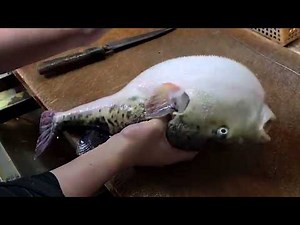 Mastering the Art of Tiger Pufferfish Prep