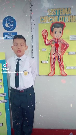 Funcionamiento del Sistema Circulatorio: Exposición de Tercer Grado de Primaria