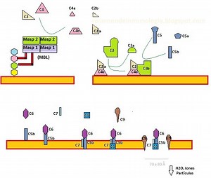 Sistema del Complemento: vía de las lectinas