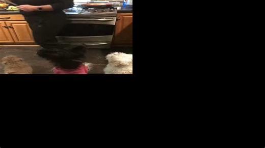 Dog Walks Like a Human—And We’re Not Sure Who’s Training Who