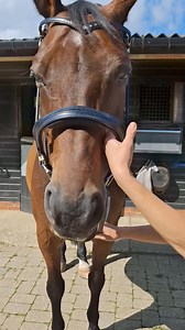 25K views · 54 reactions | Our lovely and very handsome model lending his time to show us how comfty he is in our new, unique and exciting Freespace Bridle! Learn more and order now at https://www.wowsaddles.com/freespacebridle And come see for yourself at our WOW saddles stand at The World of the Horse marquee at Burghley Horse Trials. #freespacebridle #freespace #WOWSADDLES #horse #prohorse | WOW Saddles | Facebook