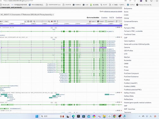 如何构建敲除载体，以及设计sgRNA