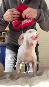 48K views · 9.4K reactions | Happy Valentines Day kisses for Piggy from his mom.❤️勺❤️勺❤️勺❤️ | Piglet, the deaf blind pink puppy. | Facebook