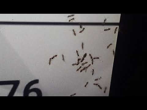 Ants migrating into my screen