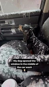 HAHAHA OMG 😂🐶🫶❤️ via @1yr #dachshund #tekel #wienerdog #dachshundpuppy #sausagedog #dachshundlove #dachshundparty | Dachshund Party