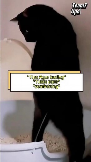 Kucing Sering Kencing Sembarangan? || Ini Solusi Ampuh & Simpel!