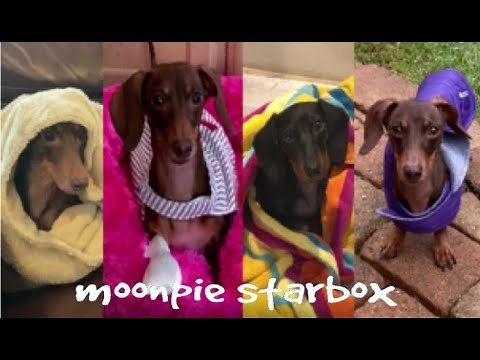 Chapter 12: Moonpie Starbox TikTok Compilation