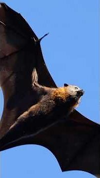 The Largest FLYING MAMMALS in slow motion